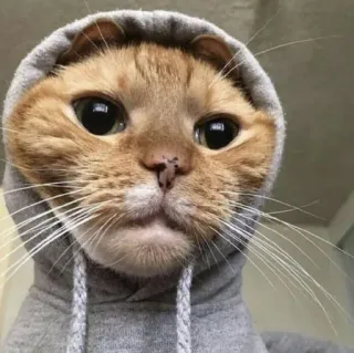 😺 chat, animal, animal de compagnie, sweat à capuche, mignon, mème telegram sticker