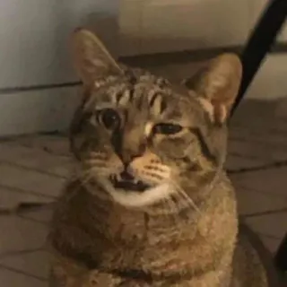 🤨 gatto, animale domestico, animale, felino, tigrato, animale da compagnia telegram sticker