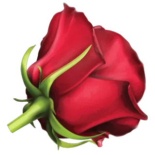 🌹 цветок, красный, роза, природа, растение, цветение telegram sticker