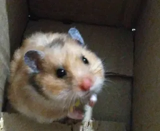 🐹 Hamster, Nagetier, Haustier, Tier, süß, fellig, klein, zahm whatsapp sticker