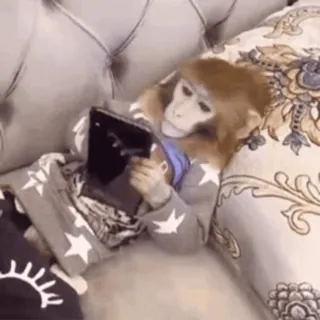 🌟 monkey, ipad, cute, animal, relax, bed whatsapp sticker
