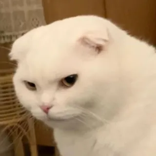 😾 kat, witte kat, scottish fold, dier, huisdier, schattig telegram sticker