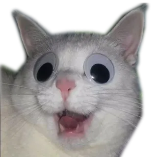 😼 kucing, mata googly, lucu, binatang, hewan peliharaan, imut telegram sticker