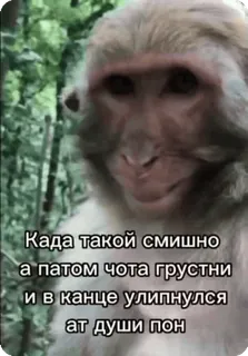 🌟 Када такой смишно а патом чота грустни и в канцe улипнулся ат души пон khỉ, vui, buồn, meme, động vật telegram sticker