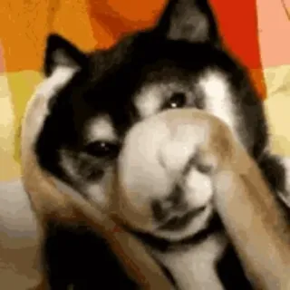 😔 perro, shiba inu, animal, avergonzado, cubriendo cara, lindo, gracioso telegram sticker