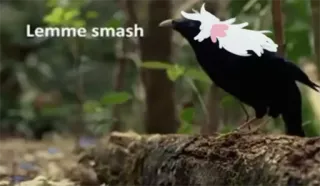🤪 Lemme smash uccello, fauna selvatica, animale, natura, meme telegram sticker