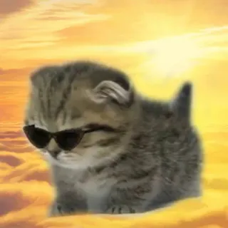 😎 kot, kociak, okulary przeciwsłoneczne, fajne, chmury, niebo telegram sticker