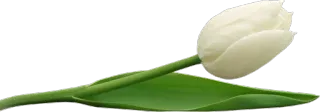 🌷 Blume, Tulpe, weiß, Frühling, Pflanze, Blumenmuster whatsapp sticker