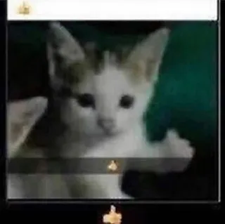 👍 кот, котенок, средний палец, грубый telegram sticker