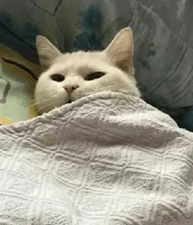 🐈 gatto, animale, carino, animale domestico, domestico, felino, coperta whatsapp sticker