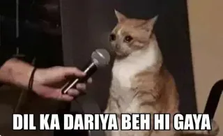 🥺 DIL KA DARIYA BEH HI GAYA cat, microphone, interview, hindi, meme telegram sticker