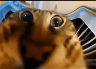 🌟 gato, animal, animal de estimação, engraçado, fofo, meme, olhos telegram sticker