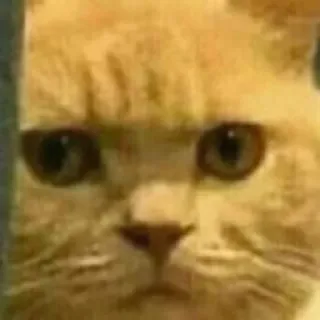 😒 gatto, meme, animale, animale domestico, divertente, ritratto telegram sticker