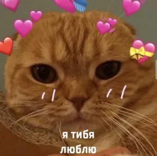 ❤️ я тибя люблю Katze, Liebe, Herzen, Süß, Russisch telegram sticker