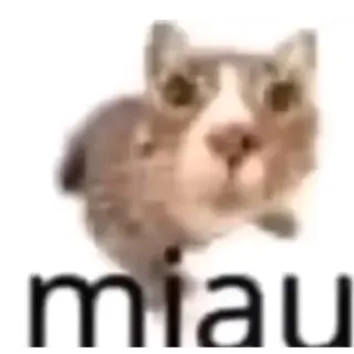 🐰 miau telegram sticker