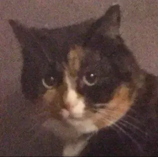 😶 Katze, Haustier, Tier, Schildpattkatze, Hauskatze whatsapp sticker
