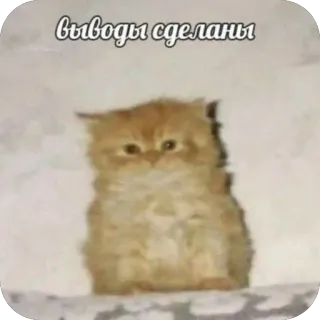 🫥 выводы сделаны cat, ginger kitten, fluffy, memes, cute, serious, conclusions drawn telegram sticker