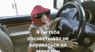 🌟 Я би тебе пасаветывал не нариваться на миня пон scimmia, guida, occhiali da sole, animale, auto, felpa con cappuccio whatsapp sticker