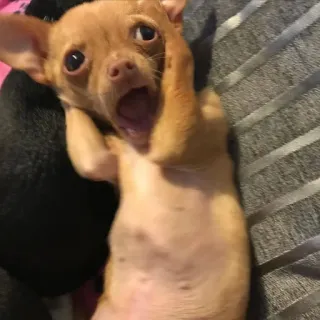 😱 hond, chihuahua, huisdier, puppy, dier, schattig, bang, grappig telegram sticker