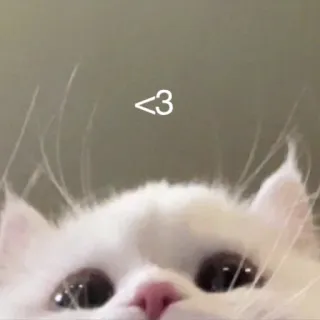 🤍 <3 gato, lindo, animal, mascota, amor, corazón, gato blanco telegram sticker