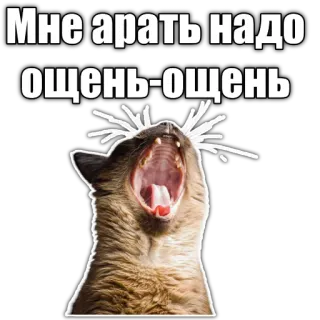 🙀 Мне арать надо очень-очень cat, meme, russian, text, animal telegram sticker