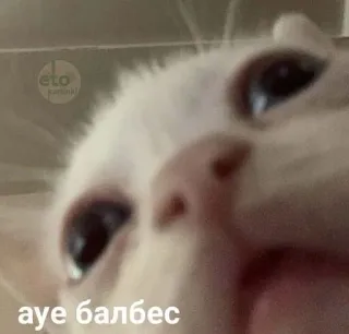 😳 aye балбес kucing, meme, rusia, binatang, lucu, hewan peliharaan telegram sticker