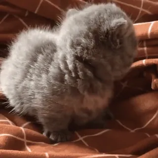 😱 котёнок, кот, животное, милый, питомец, кошачий telegram sticker