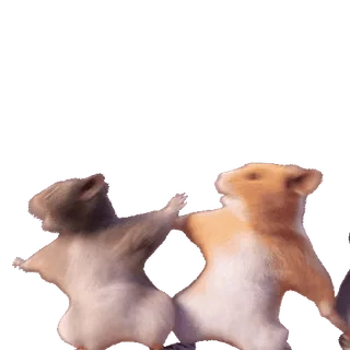 🕺 Hamster, Tiere, lustig, süß, tanzen telegram sticker