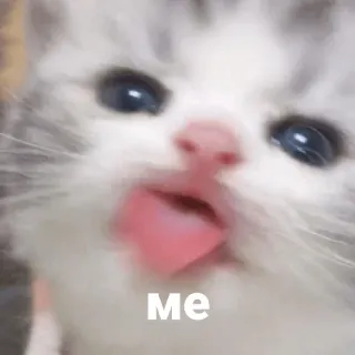 😝 ME gato, gatinho, meme, fofo, animal, animal de estimação telegram sticker