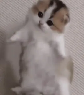 🐈 mèo, mèo con, dễ thương, động vật, thú cưng, đáng yêu whatsapp sticker