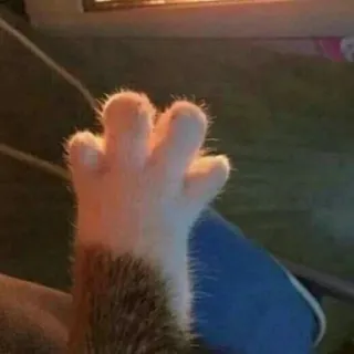 🖐 cat, paw, animal, pet, hand, furry telegram sticker