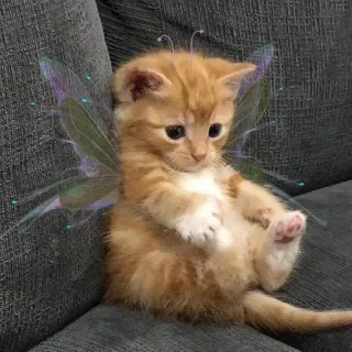🌟 gatito, gato, hada, alas, lindo, animal, mascota telegram sticker