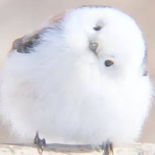 🕊 pássaro, chapim-de-cauda-longa, fofo, animal, vida selvagem telegram sticker