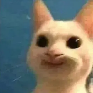🐈 kat, meme, dier, grappig telegram sticker