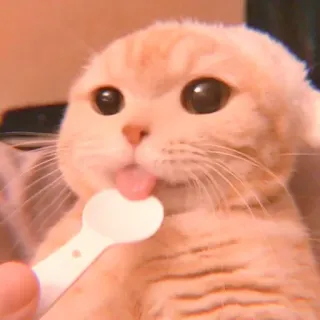🥓 кот, милый, котёнок, домашнее животное, животное, ложка, апельсин telegram sticker