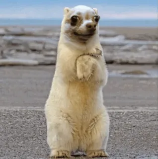 🐻‍❄️ animal, bear, standing, cute, funny, meme telegram sticker