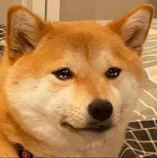 ☁ anjing, shiba inu, hewan peliharaan, binatang, lucu telegram sticker