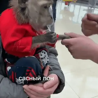 🥵 сасный пон monyet, hewan, rusia, pakaian, meme telegram sticker
