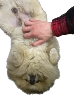 🐕 pies, zwierzę domowe, zwierzę, zwierzę domowe, ręka, głaskanie telegram sticker