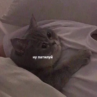 😒 ну патилуй kot, słodki, rosyjski, zwierzę, zwierzak telegram sticker
