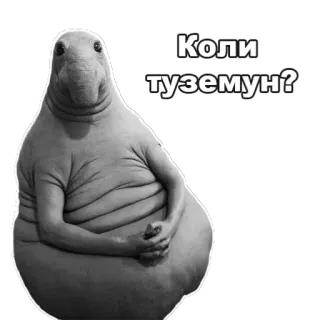 ✋ Wosh Wosh meme Коли туземун? telegram sticker
