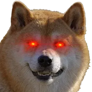 🤩 doge, dog, shiba inu, meme, evil eyes telegram sticker