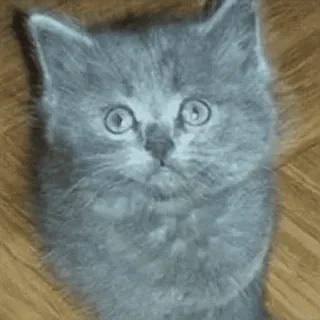😿 gato, gatinho, animal, gato cinza, animal de estimação, fofo telegram sticker