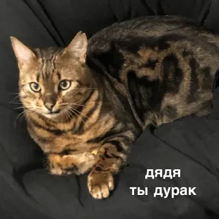 😕 ДЯДЯ ТЫ ДУРАК แมว, สัตว์, สัตว์เลี้ยง, ข้อความ, รัสเซีย, คำดูถูก telegram sticker