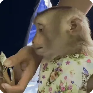 🪷 mono, animal, lindo, primate, mamífero, vida salvaje whatsapp sticker