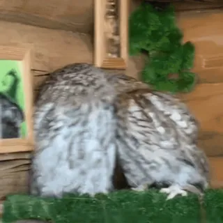 🦉 sowa, ptaki, dzika przyroda, zwierzęta, natura telegram sticker