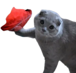 😿 cat, kitten, animal, pet, red object, Scottish Fold telegram sticker