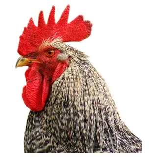 Birds @stickersb2b whatsapp stickers