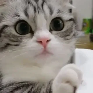 😶 Katze, Kätzchen, süß, Tier, Haustier, Katzenartig telegram sticker