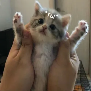 🤗 ты kitten, cat, cute, animal, russian, pet telegram sticker